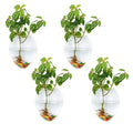 4Pcs/6Pcs Mouse Shape Plant Pots Terrarium Container Vase with Colorful Stones